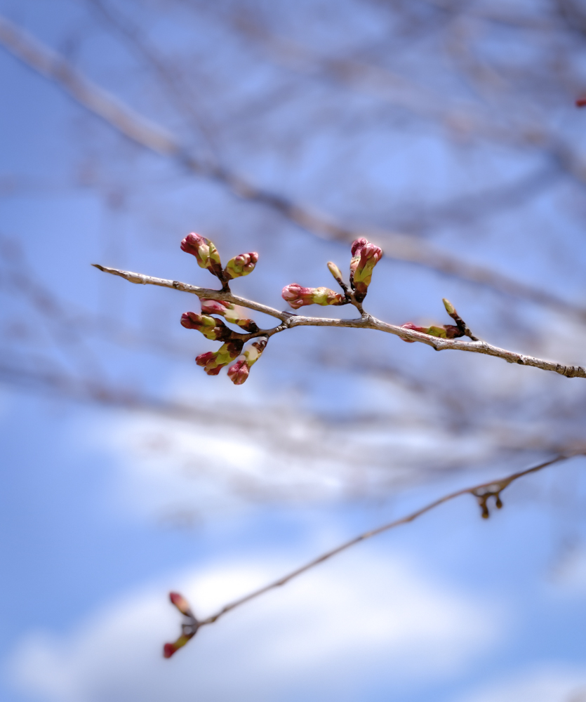 桜のつぼみ