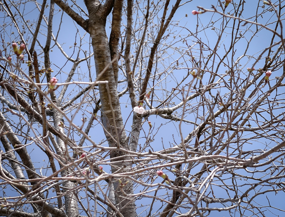 ハルキテラスの桜が開花
